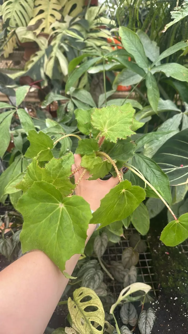 plant/PS-5372 Begonia ‘Ricinifolia’-0
