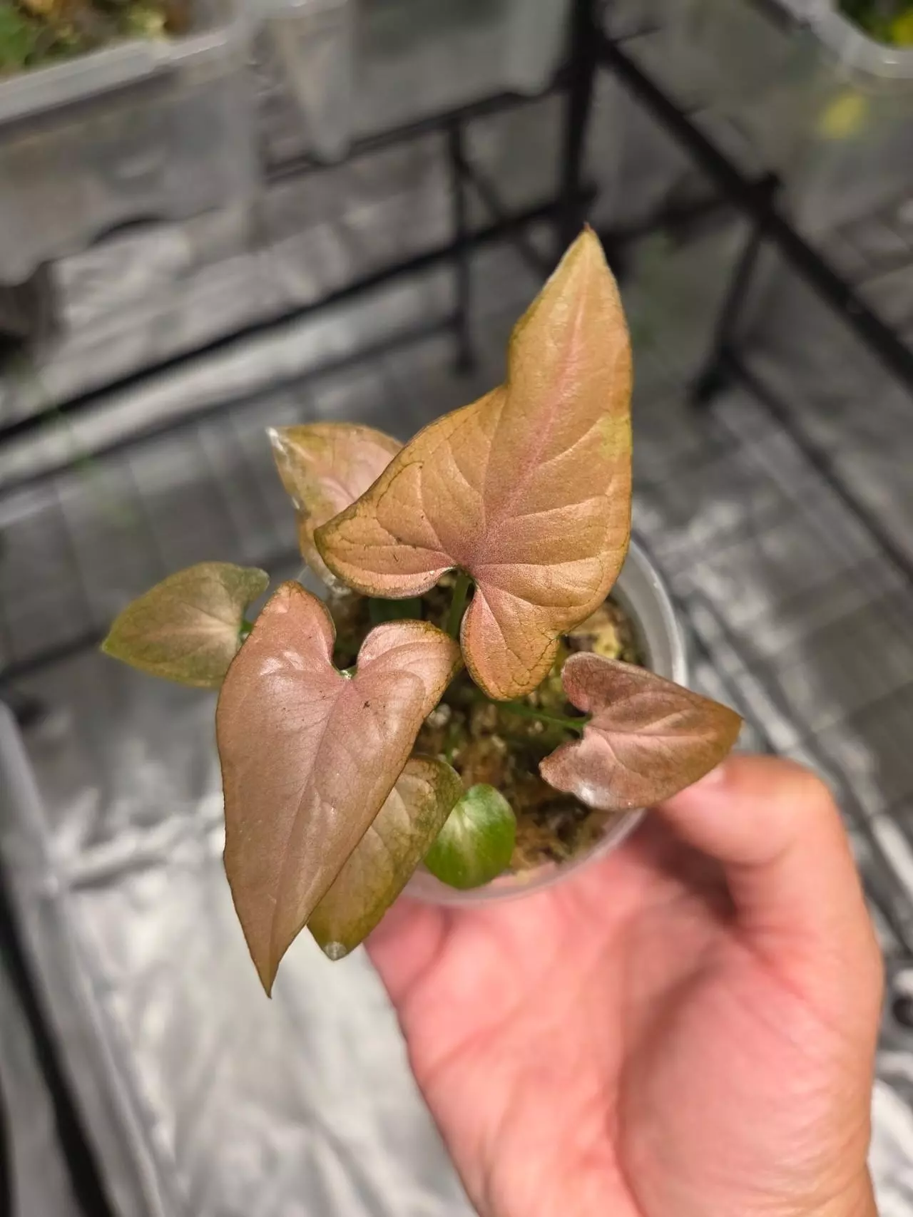 plant/C050 Syngonium Tricolor+Anthurium Crystallinum Bundle-0