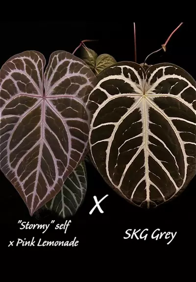 plant/Stormy self x pink lemonade x skg grey-0-thumbnail