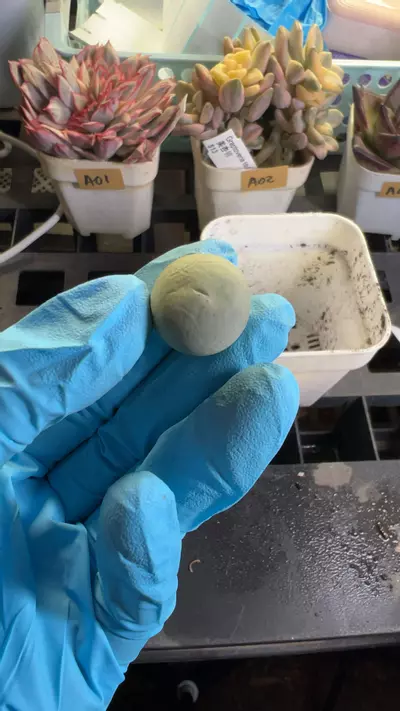 plant/calculus GC-0-thumbnail