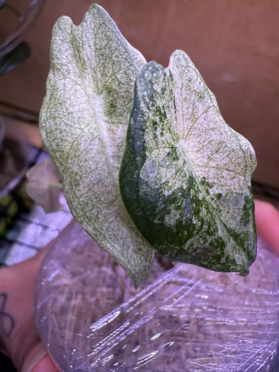 plant/🦄Black Satun Stardust🦄-0