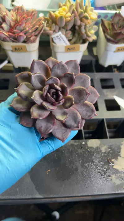 plant/black mamba GC-0-thumbnail