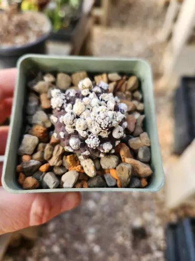 plant/Copiopoa hypogea monstrose-0-thumbnail