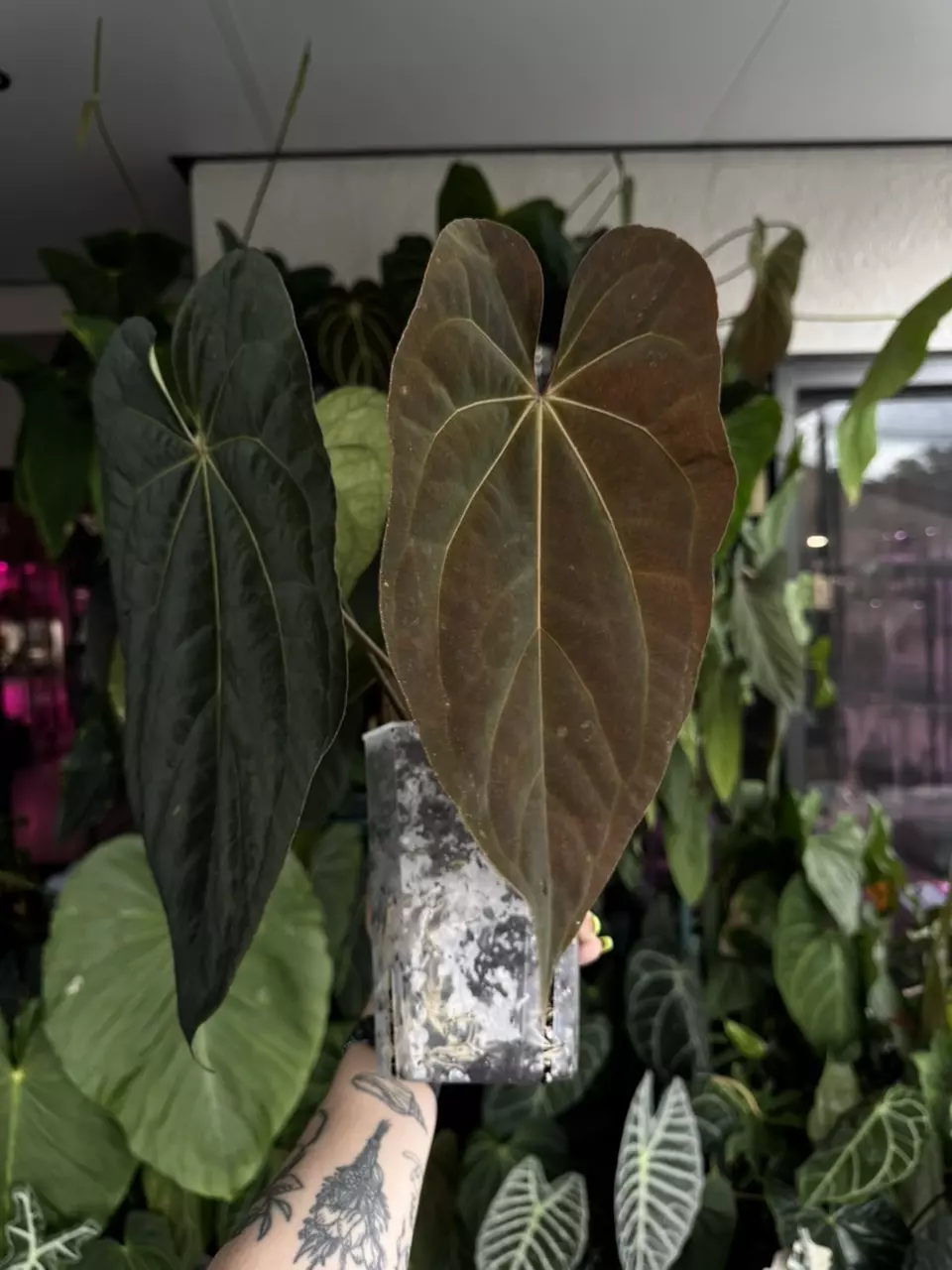 plant/Tezula anthurium pap ra8 x AOS-1