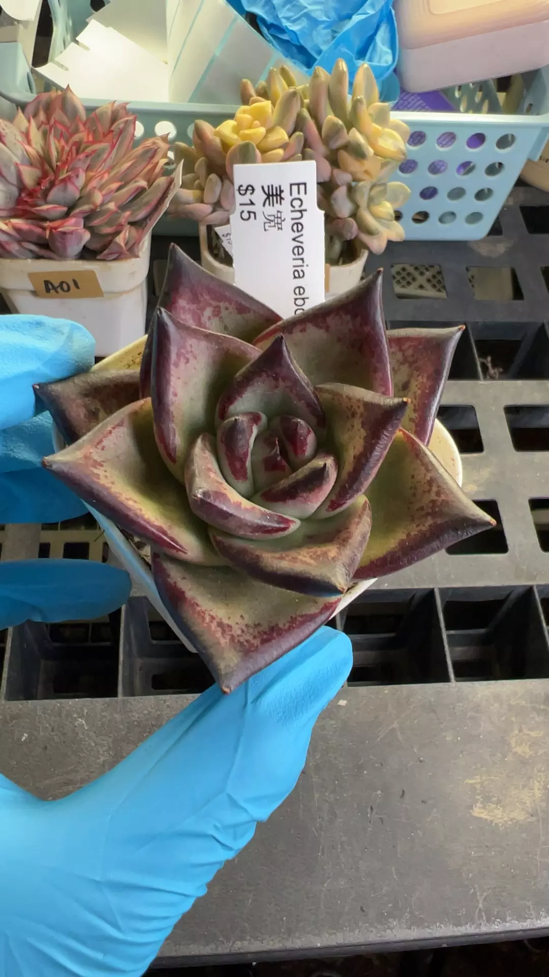 plant/a03 ebony extra wide-0