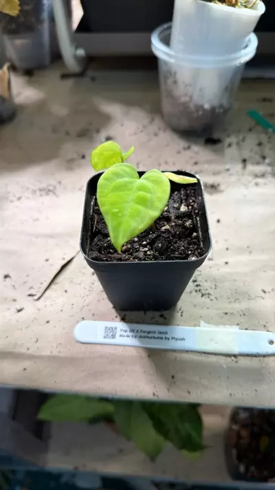 plant/anthurium Pap gy x Forgetti Devil-0-thumbnail