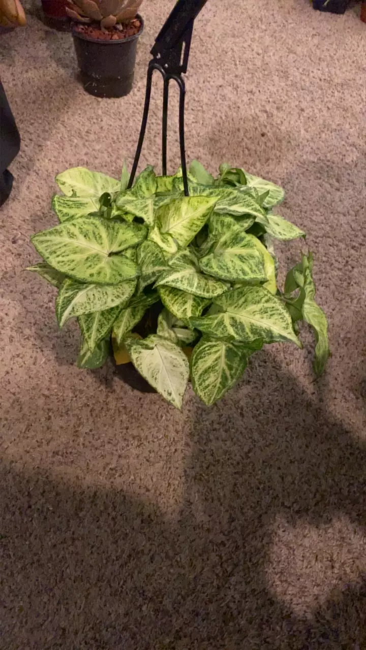 plant/Sygno White Butterfly-0