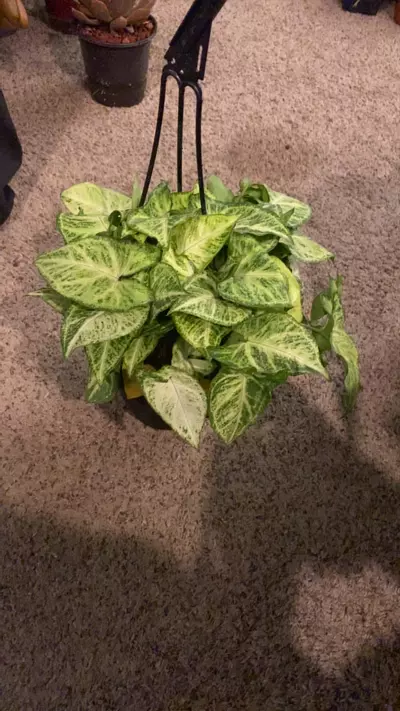 plant/Sygno White Butterfly-0-thumbnail