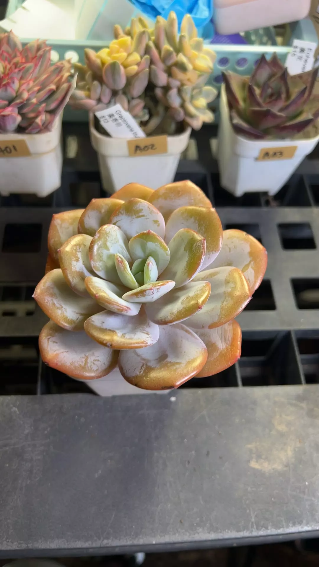 plant/a04 pink cream tea-0