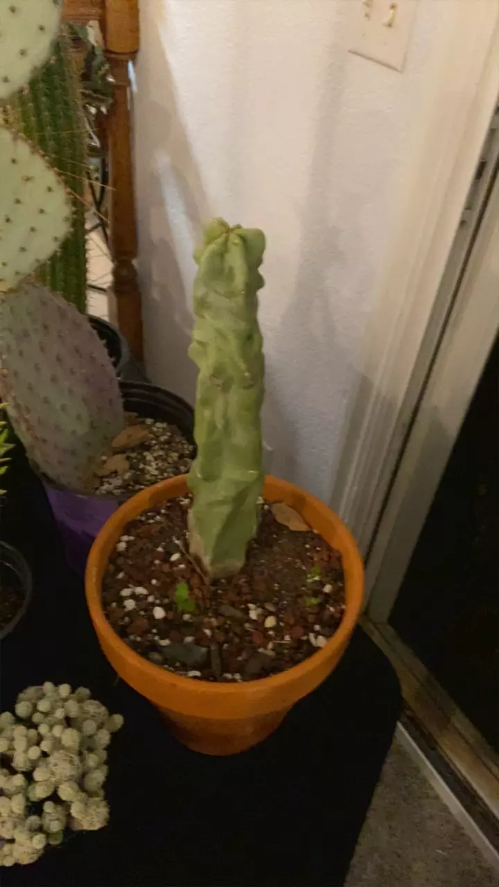 plant/Large Totem Pole Cactus-0