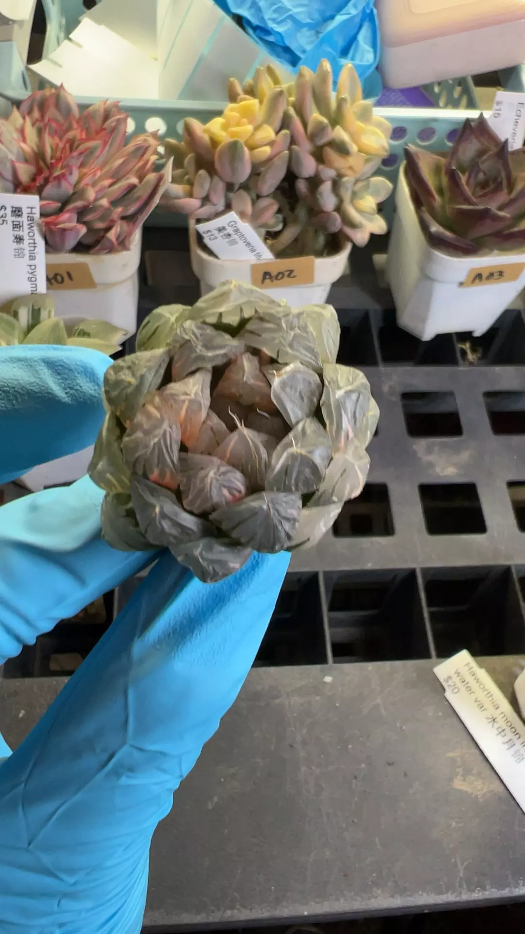 plant/a06 cooperi moon in the water-0