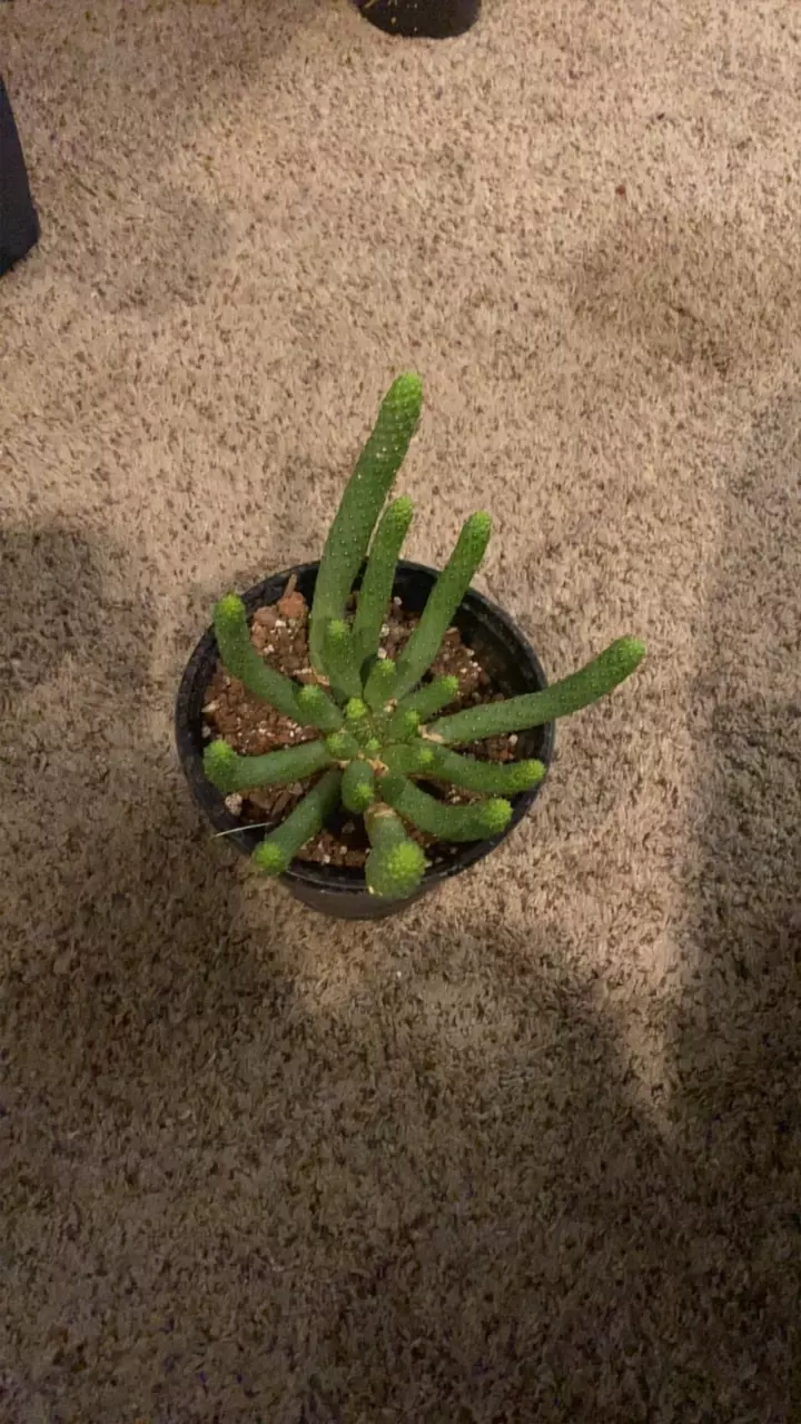 plant/Euphorbia Enermis-0