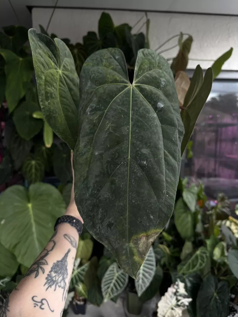 plant/Tezula anthurium pap ra8 x AOS-2