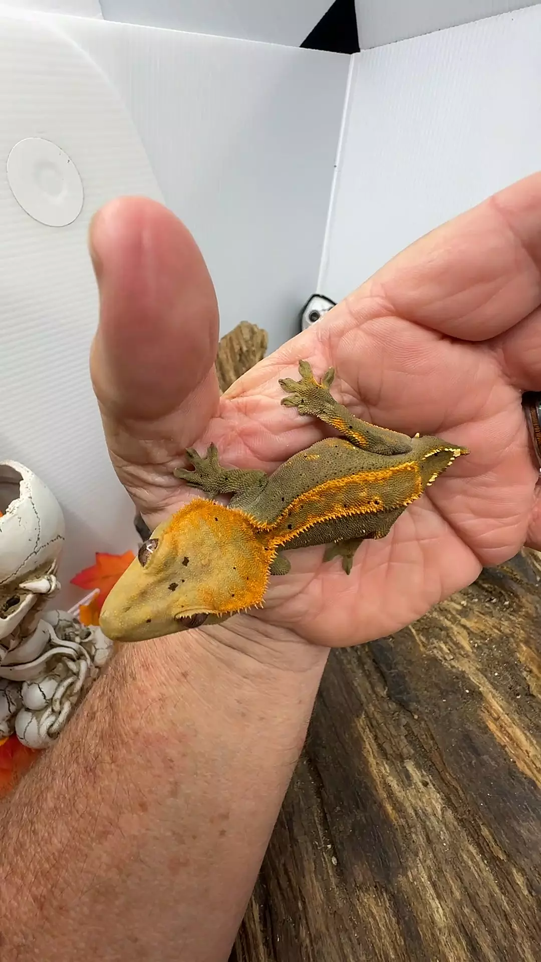 plant/Tangerine eb some spots-0