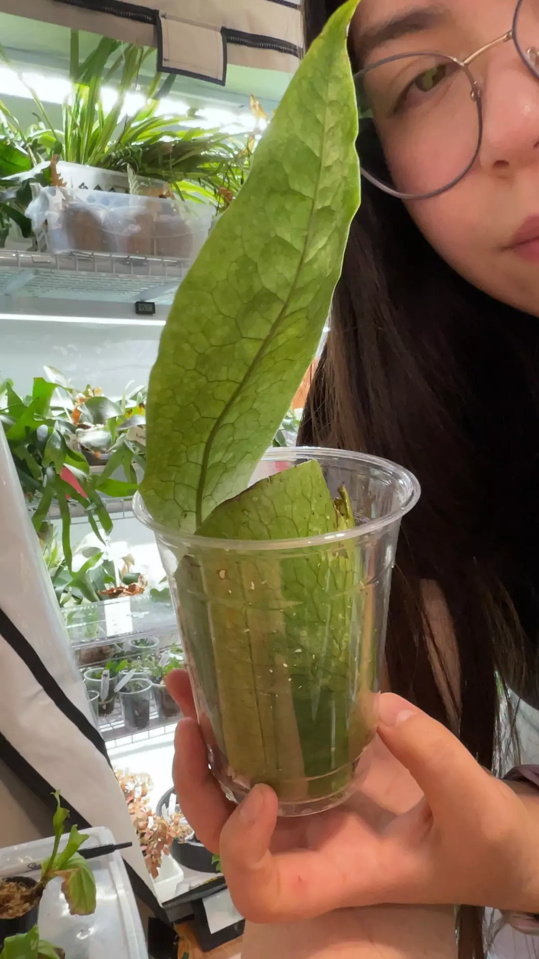 plant/Lecanopteris Linguiformis-0