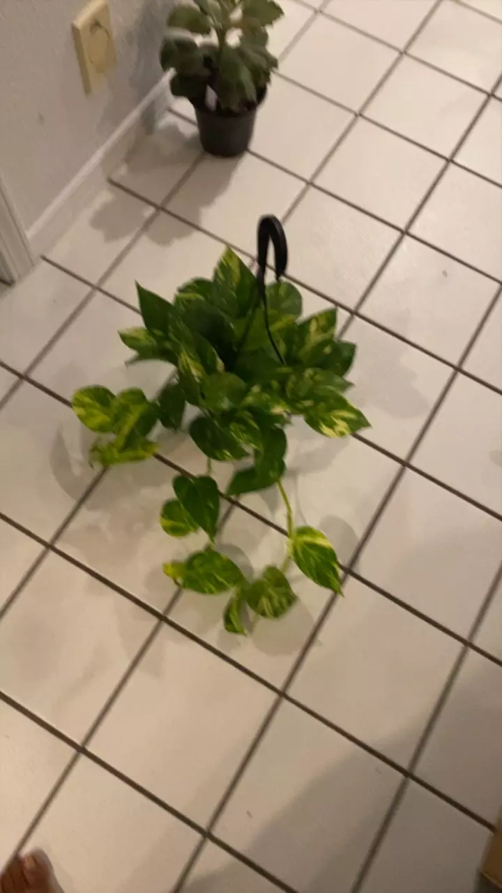 plant/Yellow Flame Pothos-0