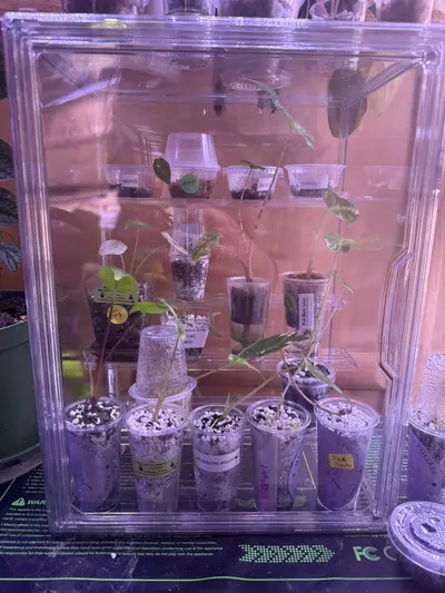 plant/Prop Box-0-thumbnail