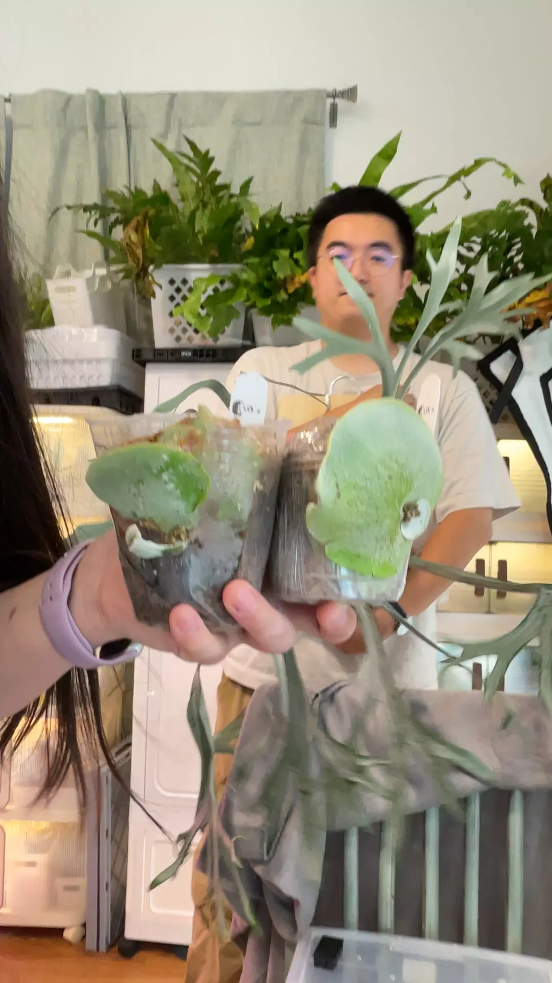 plant/Platycerium Bifurcatum sp white pups-0