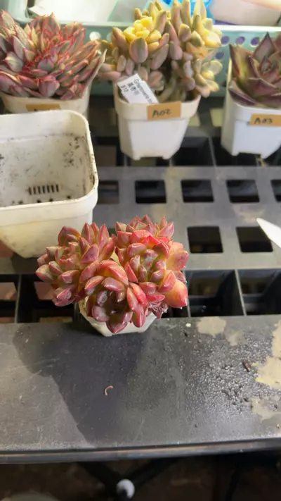 plant/faroe diamond-0-thumbnail