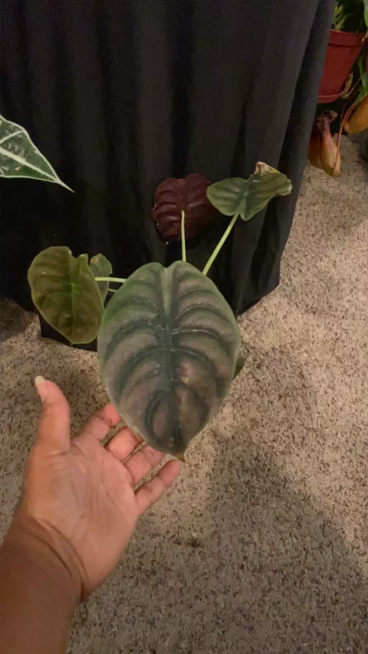 plant/Alocasia Cuprea-0