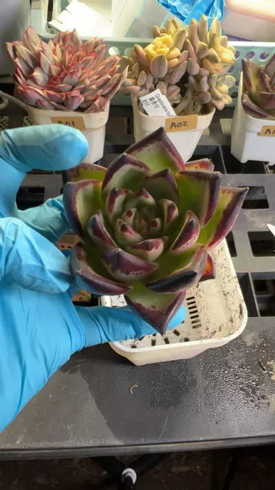 plant/dark lord-0-thumbnail