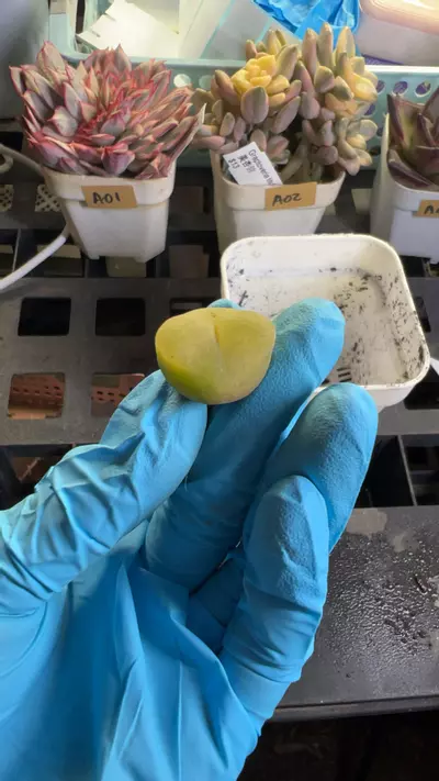 plant/maughanii GC-0-thumbnail