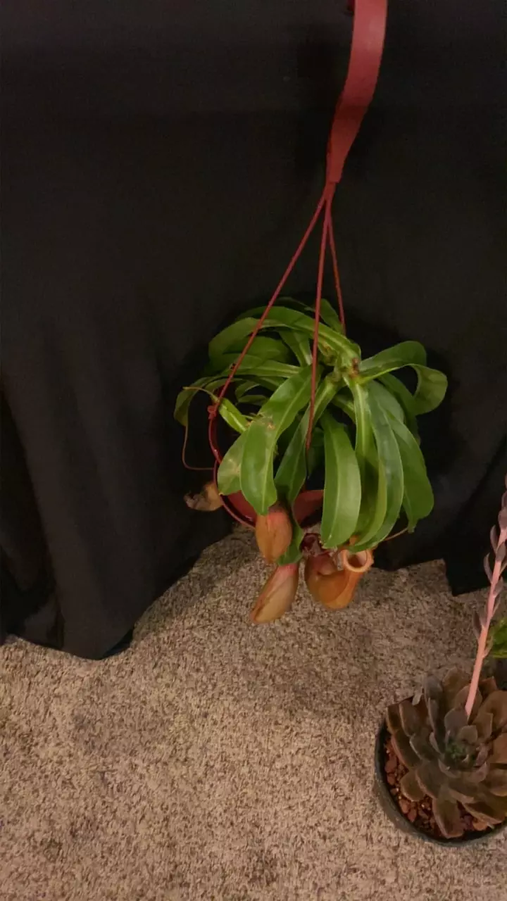 plant/Large Pitcher Plant-0