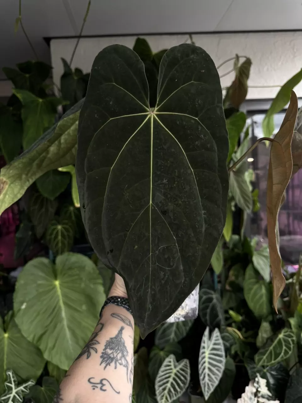 plant/Tezula anthurium pap ra8 x AOS-0