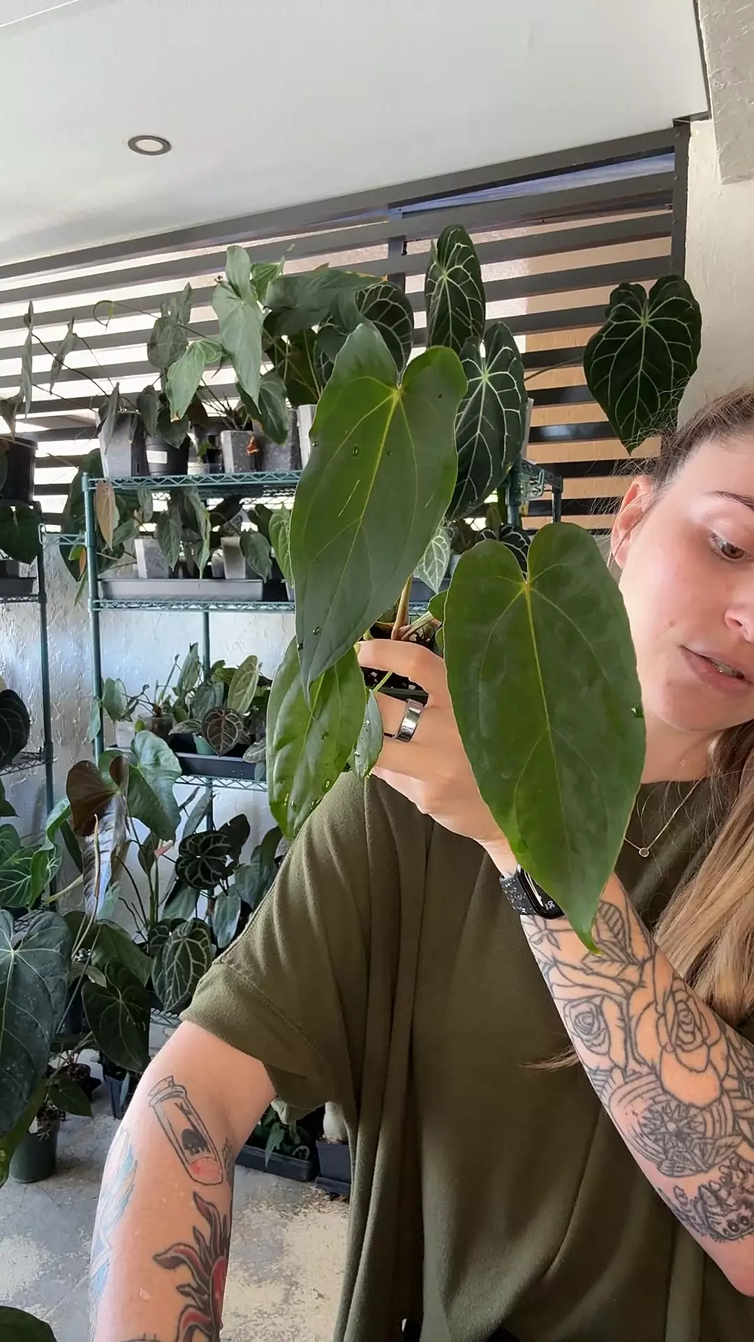 plant/Anthurium pap ra8 soul reaper x open (red spider/lux)-0