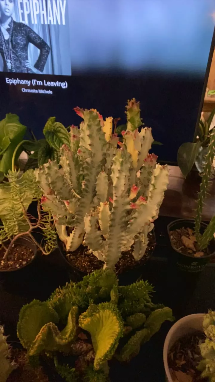 plant/Euphorbia Ghost-0