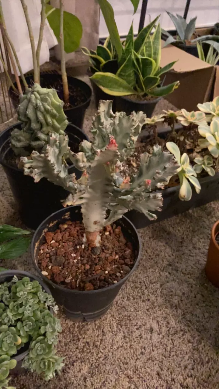 plant/Variegated Ghost-0