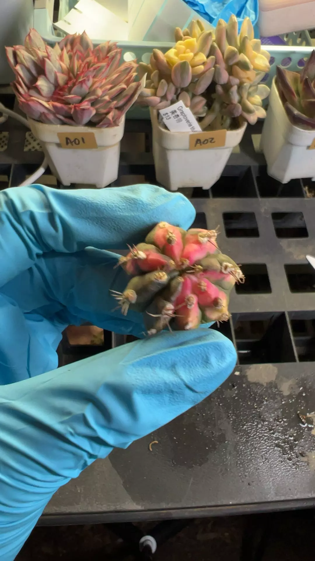 plant/pink diamond-0