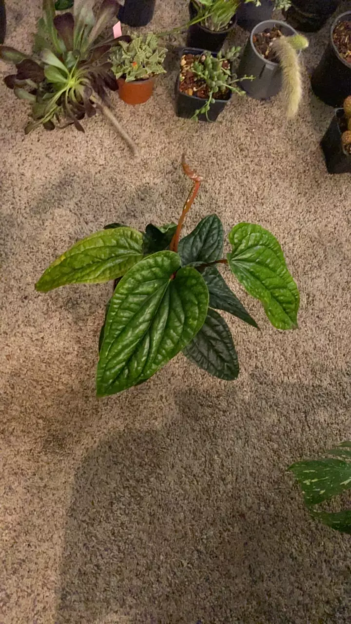 plant/Large Anthurium Lux-0