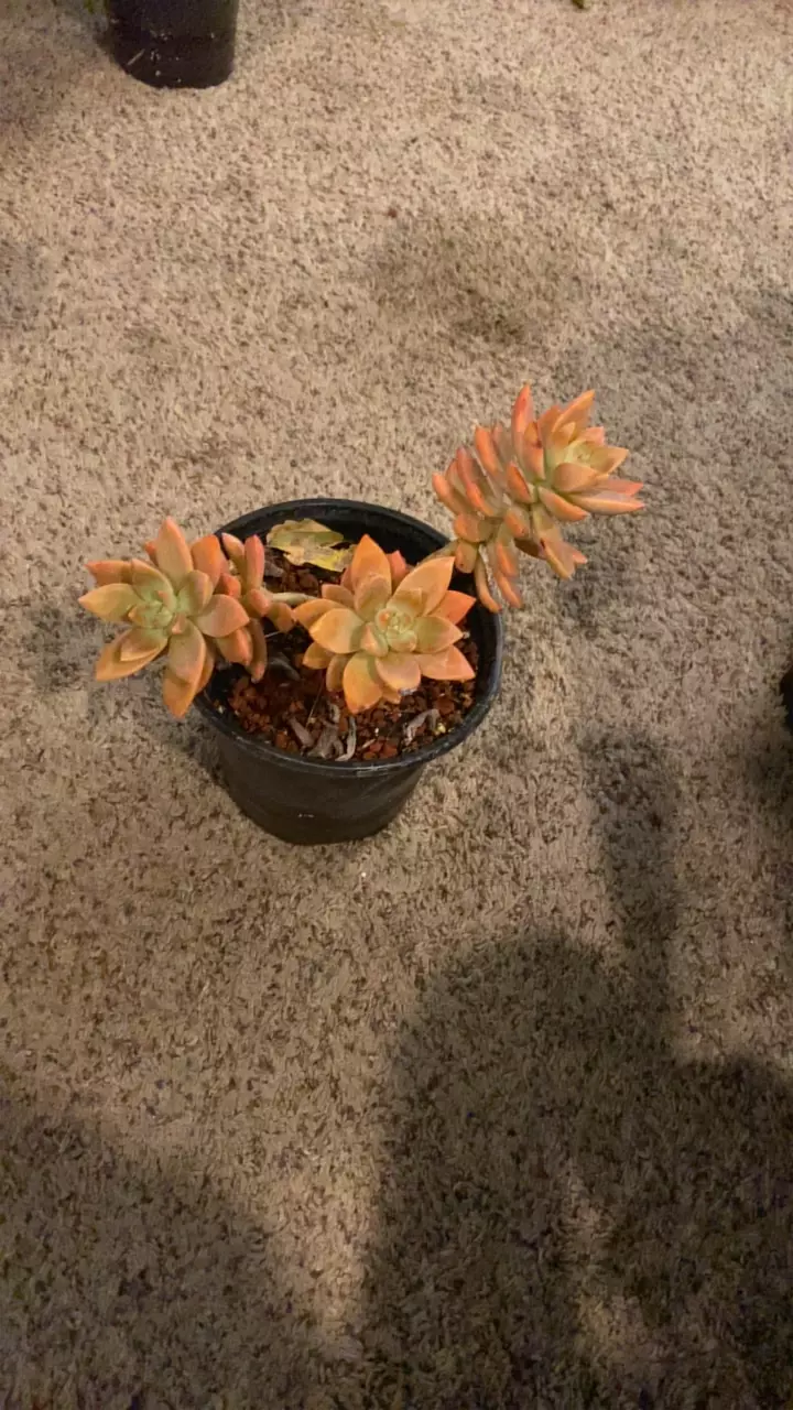 plant/3 Headed Succulent-0