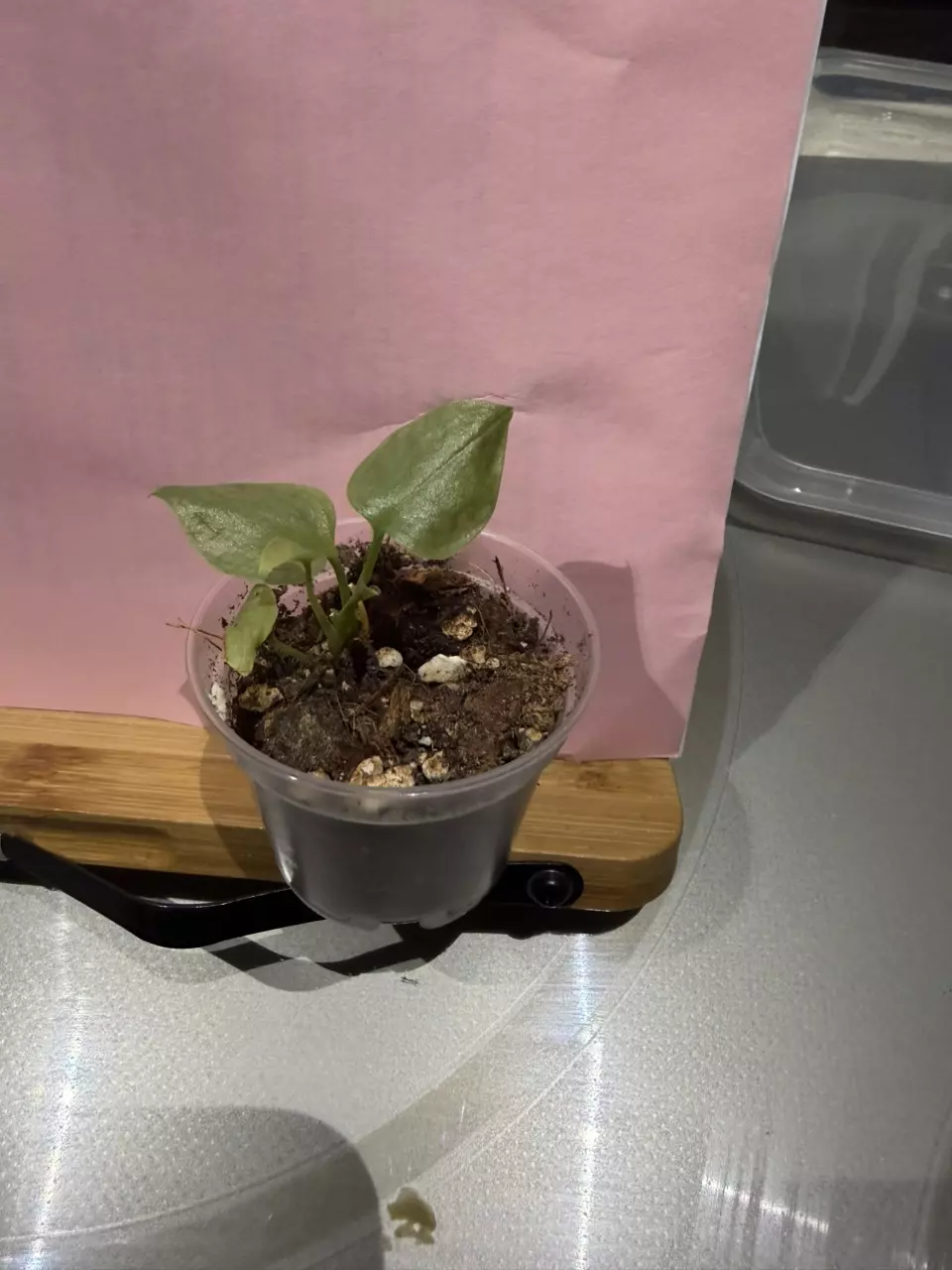 plant/anthurium Big Bill-0