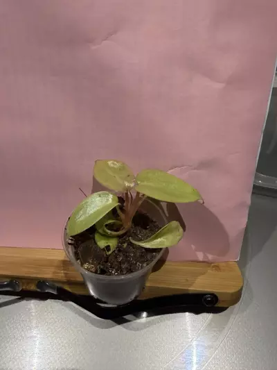 plant/Philo Paraiso Verde-0-thumbnail