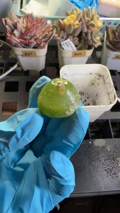 plant/burgeri GC-0-thumbnail