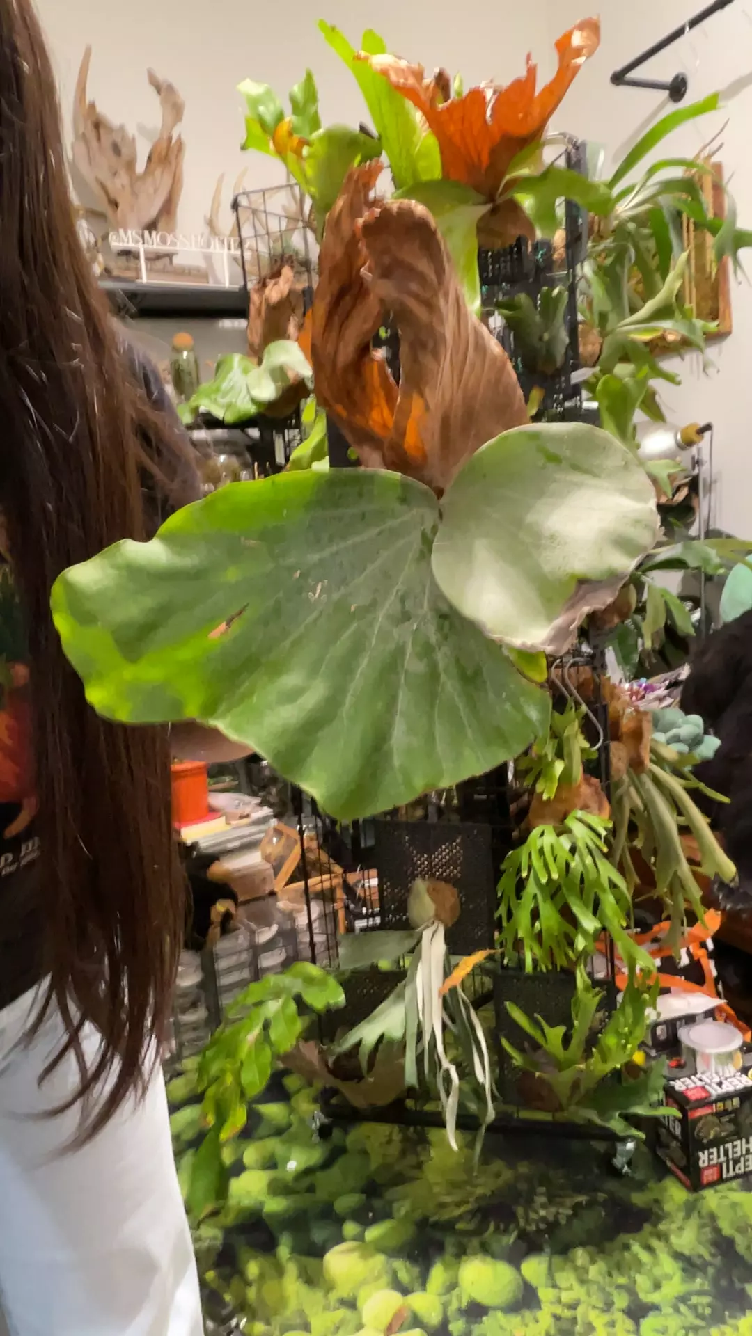 plant/Platycerium Antis medium-0