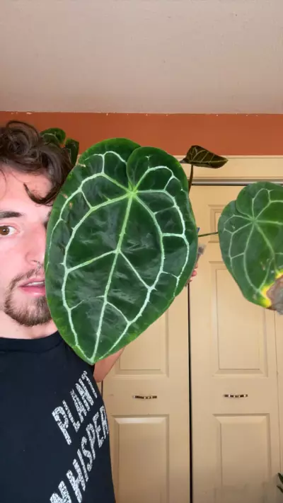 plant/Crystal in cataphyll-0-thumbnail