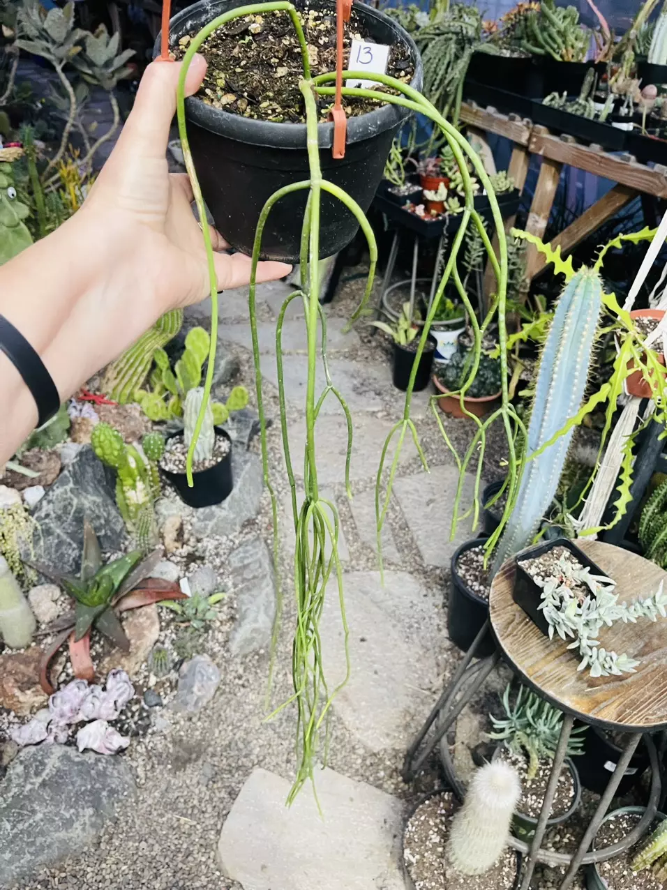 plant/Rhipsalis Baccifera long 6”-0