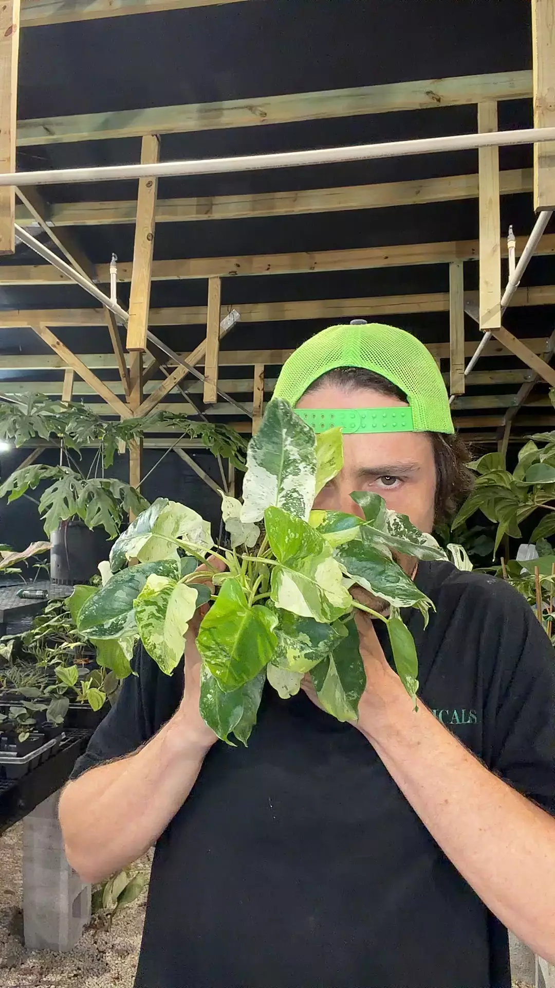 plant/1893 albo P burle marx-0