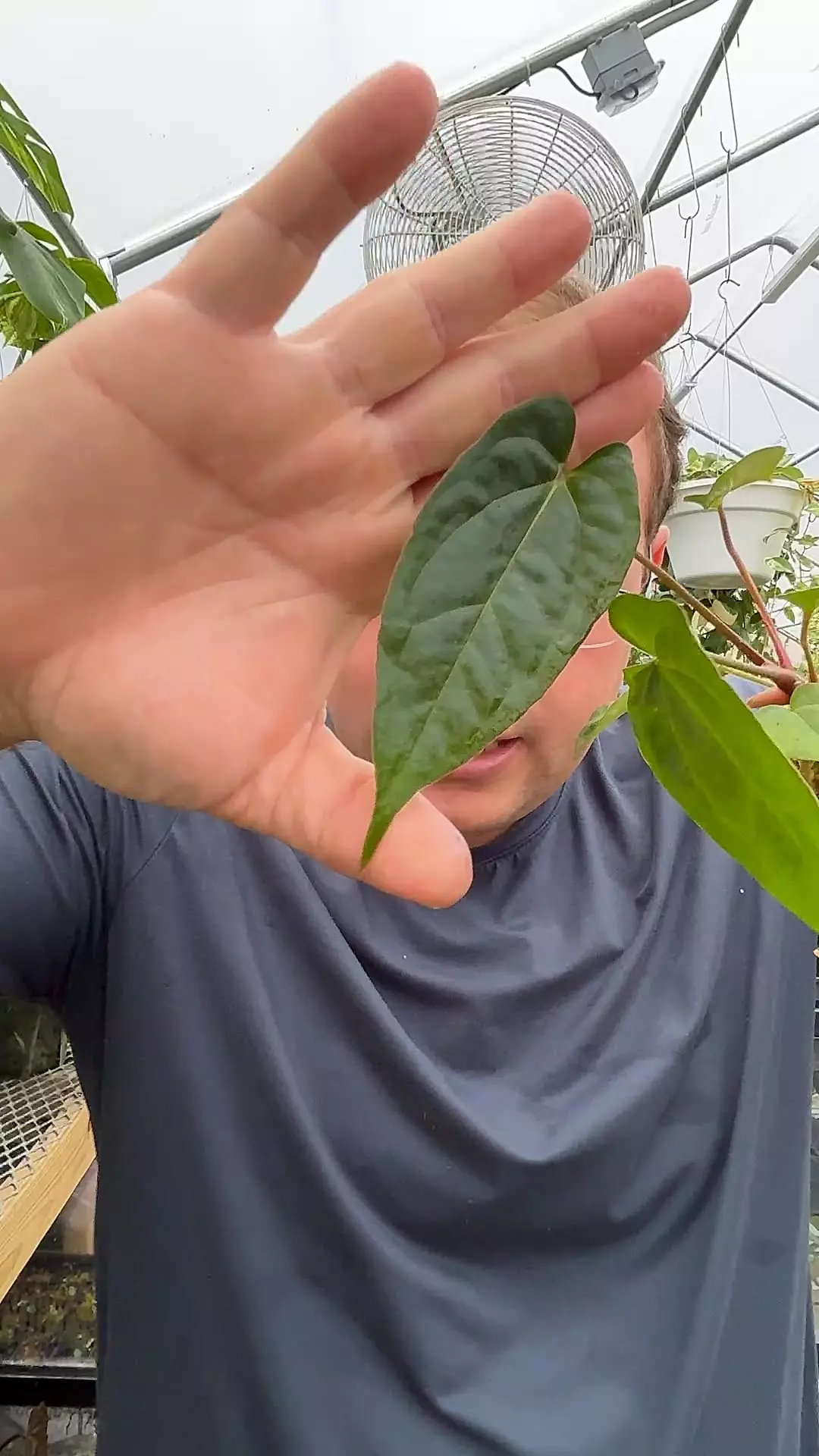 plant/031 Wuhoo’s first night x Bess spider x RLFS bunny-0