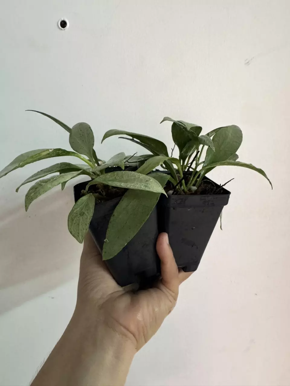 plant/Seller Choice Hoya NGG 3.5” deep-1