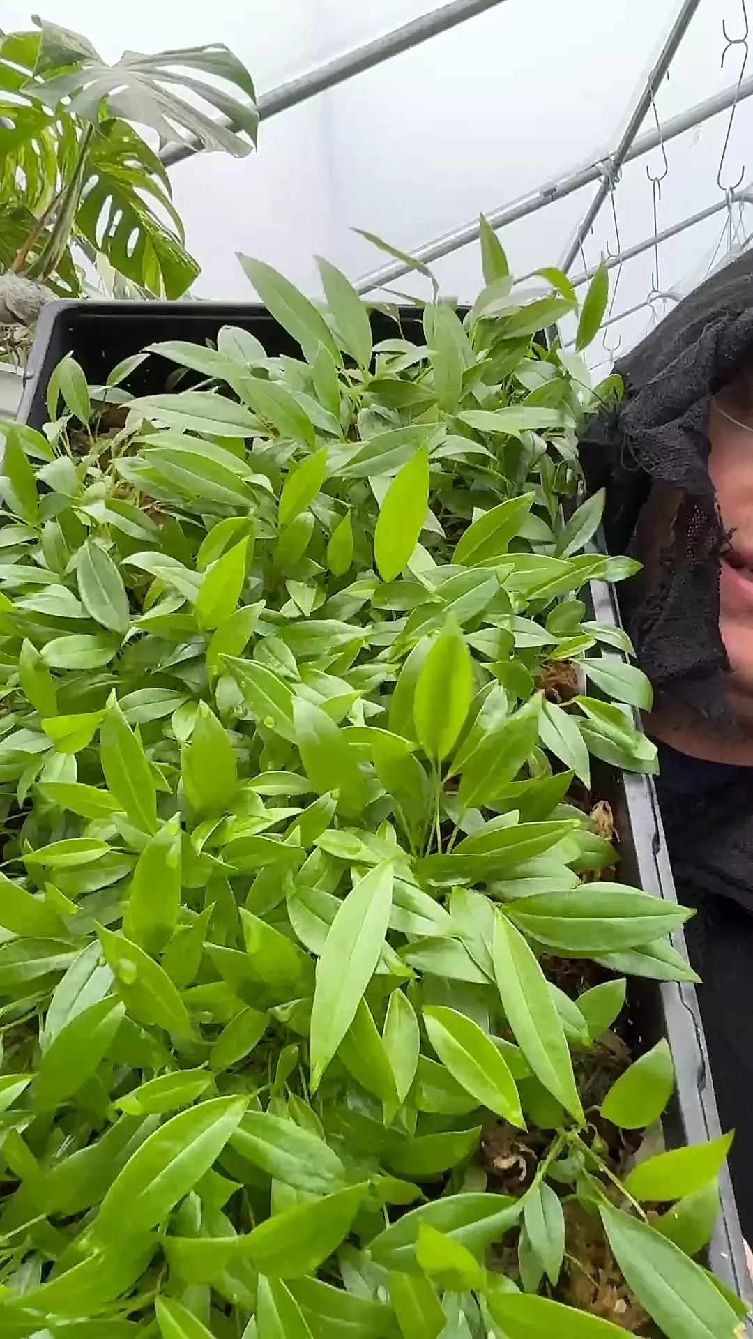 plant/anthurium Bakerii seedling  (qty 1 GC)-0