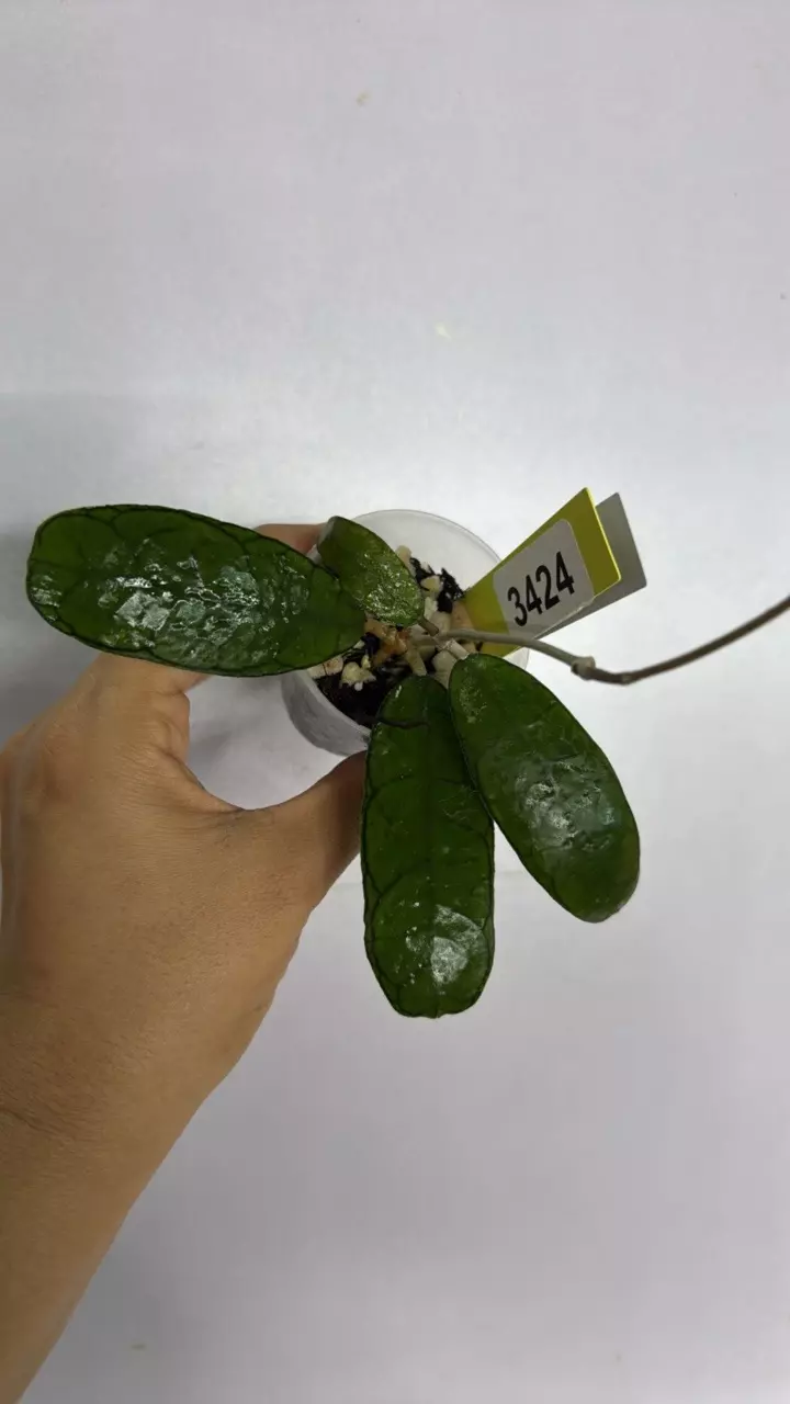 plant/3424 sp aceh mutia-0