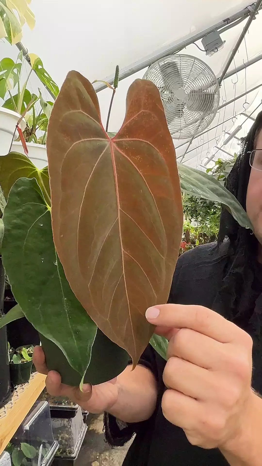 plant/028 anthurium pap x Carla x FSRL x FS self-0