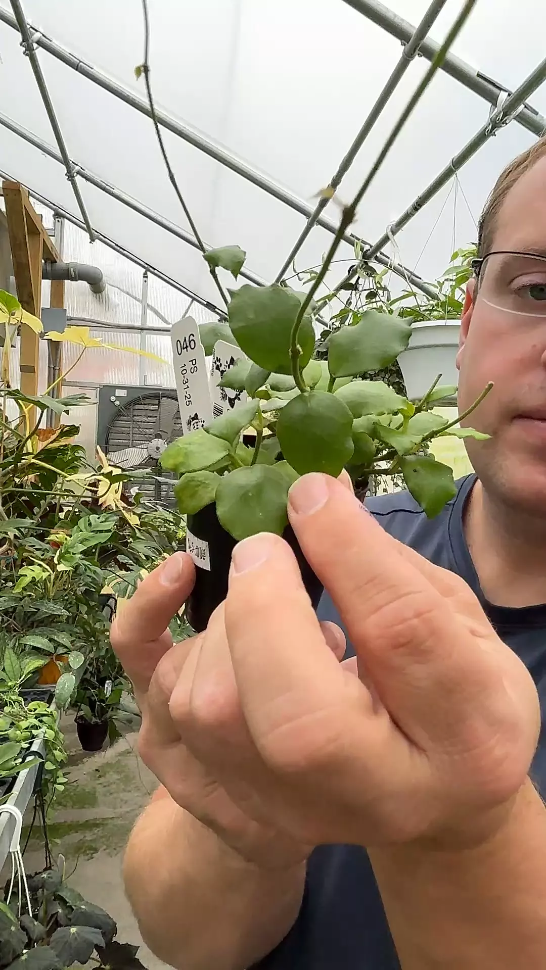 plant/046 Hoya endauensis-0