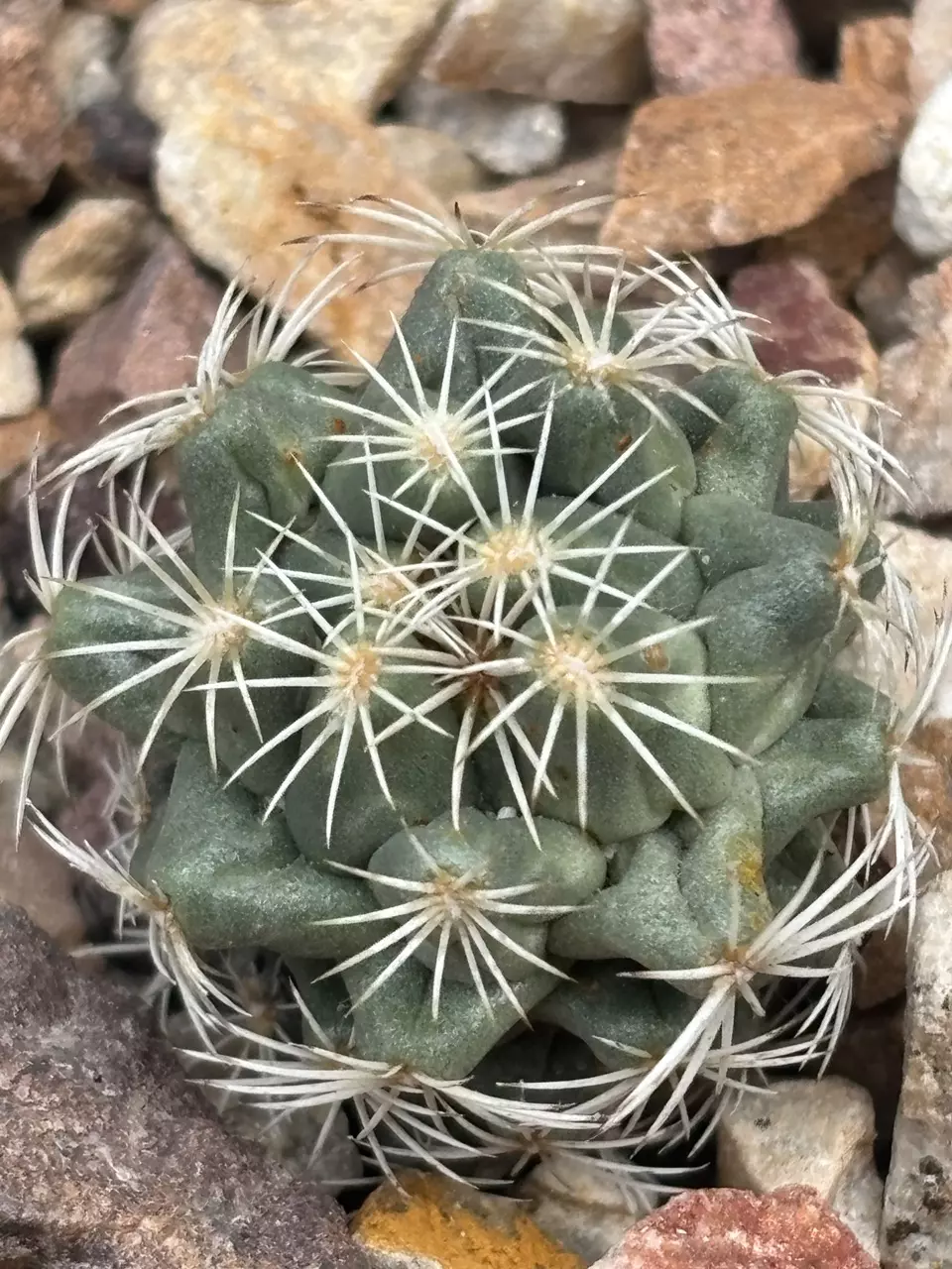 plant/Coryphantha conoidea-0