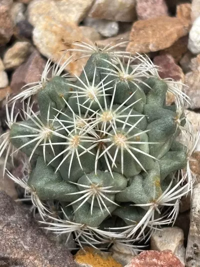 plant/Coryphantha conoidea-0-thumbnail