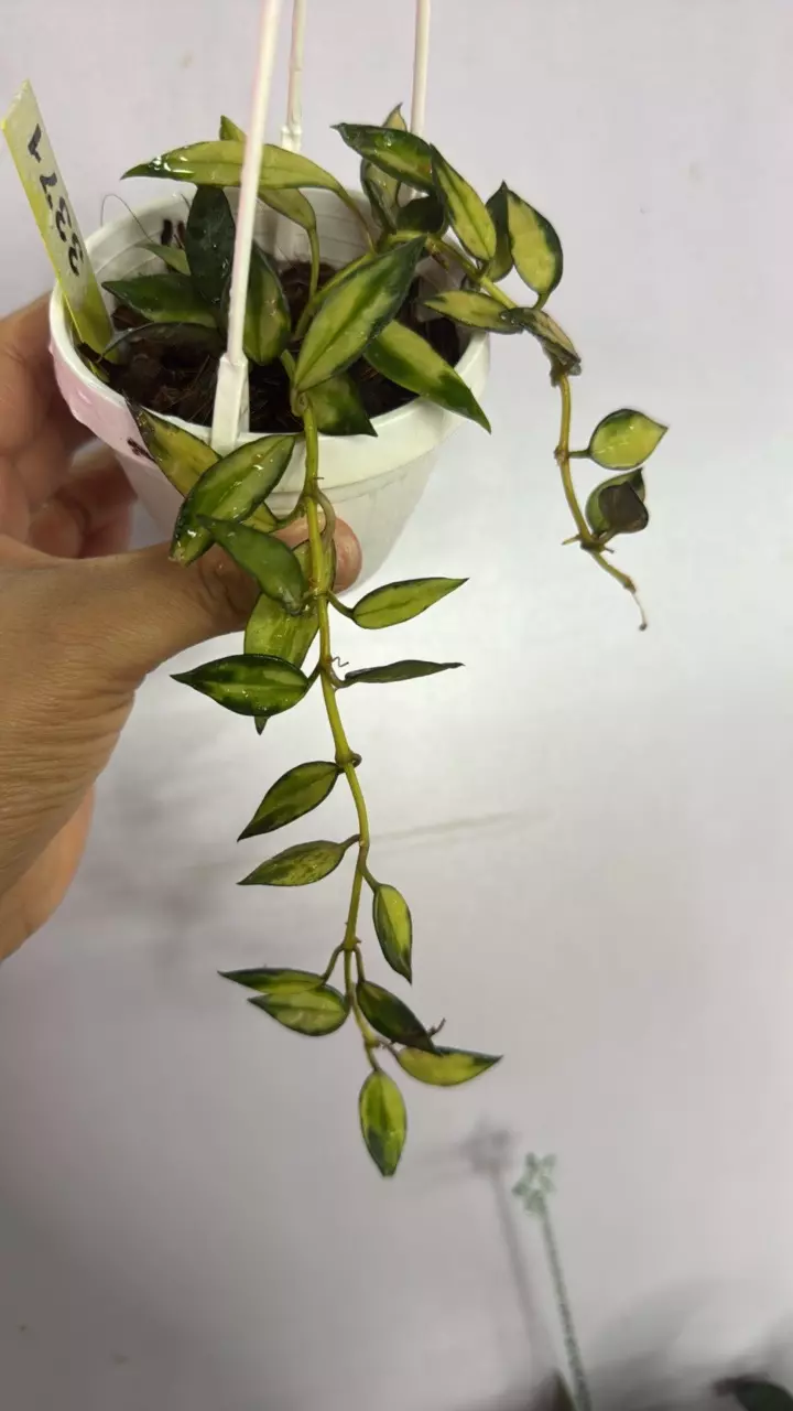 plant/3371 Lac variegated-0